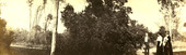 Henry Silverfriend and two Koreshan women standing next to a tangerine tree in Estero, Florida.
