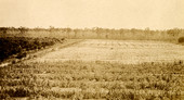 Bird's eye view of a Koreshan farm in Estero, Florida.