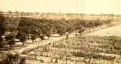 Bird's eye view showing a Koreshan orchard and farmland in Estero, Florida.