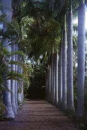 Garden path lined with palms in Florida.