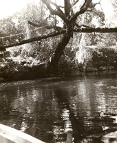 Footbridge through tree and over the Estero River.