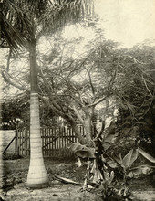 Royal palm, Royal poinciana and bananas in Key West, Florida.
