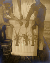 Spiny lobster in Key West, Florida.