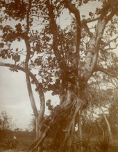 Rubber tree and Sea grapes in Key West, Florida.