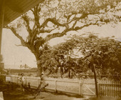 Live oak and Royal poinciana one year old.