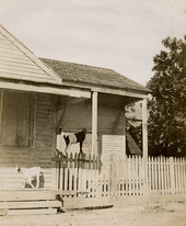 Key West goats.