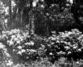 Calico bush