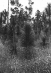 Longleaf pine seedling before burning