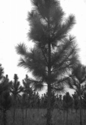 Properly pruned slash pine