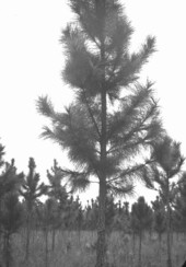 Properly pruned Slash pine
