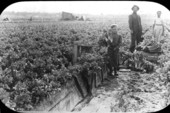 Harvesting celery in Orange County