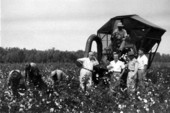 First mechanical cotton picker in the State of Florida - Madison County, Florida