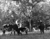 Governor Millard Caldwell on a horse riding near cattle .