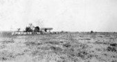 Cattle on a farm
