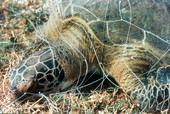 Green sea turtle killed in gill net