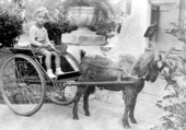 Norma Ullian on goat cart - Fort Lauderdale, Florida