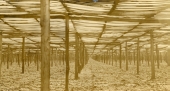 Field of slat shade tobacco growing in Gadsden County.