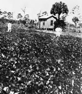 Bean patch on the Ohi farm - Eau Gallie, Florida