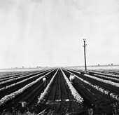Planting beans near Belle Glade.