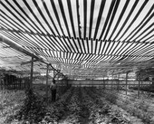 Beans grown under shade near Tallahassee