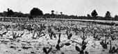 Cacti field, lot number 115, Spring Garden Ranch
