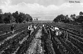 Celery farm