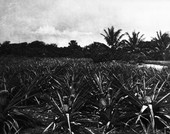 Pineapple plantation - Lake Worth, Florida.