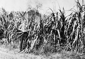 Sugarcane in Gadsden County
