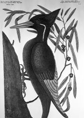 Ivory billed woodpecker and willow oak