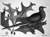 Passenger pigeon and red oak leaves