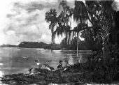 Pelicans on the Saint John's River