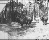 Cattle on C.F. Barber place