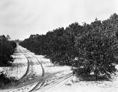 Orange grove - Volusia County, Florida