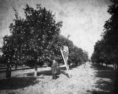 Citrus grove - Lake County, Florida