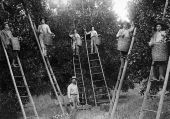 Florida orange pickers in a grove