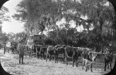 Hauling oranges by ox team from Fort Drum