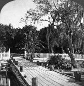 Colonel Hart's orange grove on the Saint Johns River - Palatka, Florida