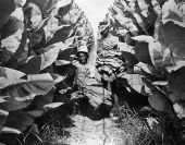 Boys picking shade grown tobacco