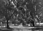 Florida view - De Land, Florida