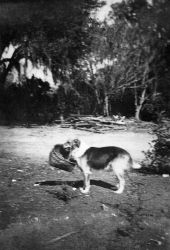 Dog carrying picnic basket