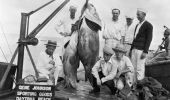 Grouper caught in the Halifax River displayed at Gene Johnson's Tackle Shop - Daytona Beach, Florida
