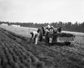 Workmen remove pine seedlings from Florida Forest Service nursery beds