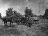 Double ox team