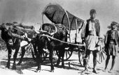 Seminole Indians with ox drawn cart - Florida