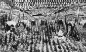 Asparagus fern grown under lathhouses