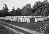 A large apiary in Calhoun County, Florida