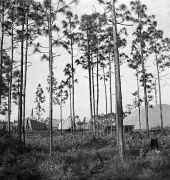 Outlying sawmill.