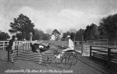 Oliver W., Jr., the racing ostrich - Jacksonville, Florida
