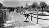 Ostrich with rider at Florida Ostrich Farm - Jacksonville, Florida.