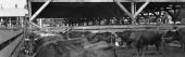 Cattle at Jacksonville Stock Yards - Jacksonville, Fla.